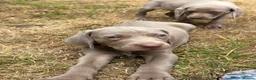 Weimaraner dogs for sale: 🐶KC Registered Weimaraner Puppies 🐶 - Advert 23