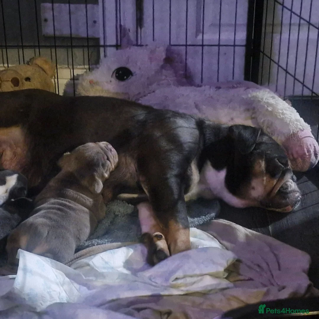 English Bulldog dogs for sale: KC REGISTERED BLUE TRI ENGLISH BULLDOGS FOR SALE - Advert 6