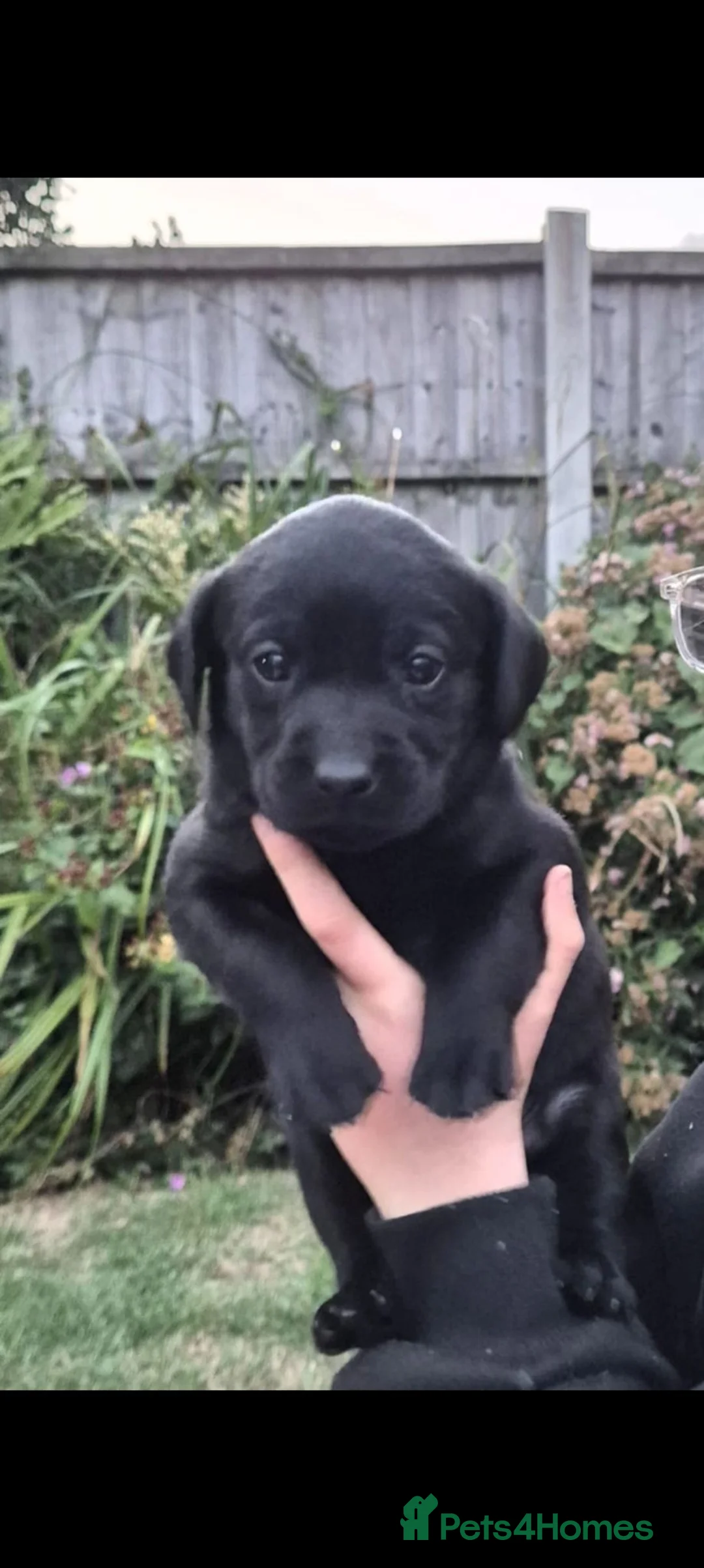 Labrador Retriever dogs for sale: Labrador pups  - Advert 1