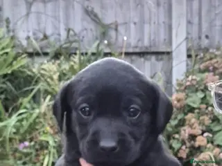 Labrador Retriever dogs Female Black Labrador puppies - Advert 4