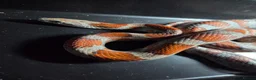 Corn Snake reptiles for sale: Male miami sun-kissed corn snake - Advert 2