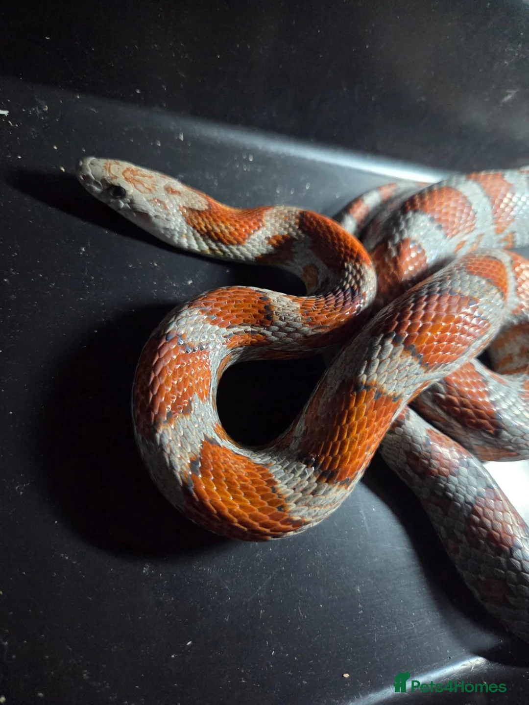 Corn Snake reptiles for sale: Male miami sun-kissed corn snake - Advert 2