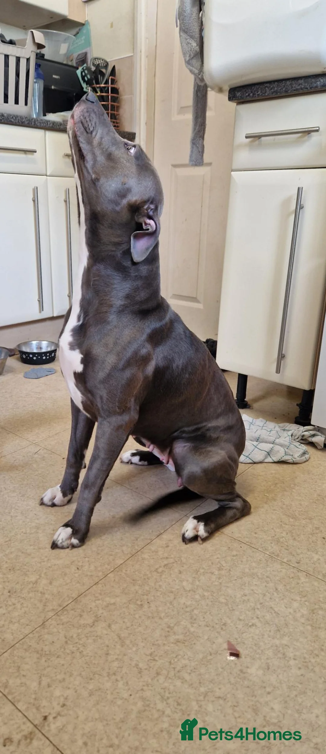 Mixed Breed dogs for sale: Staffy x lab female - Advert 2