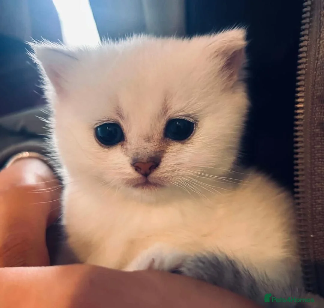 British Shorthair cats for stud: BSH Silver/Black Tipped for Stud - Advert 12