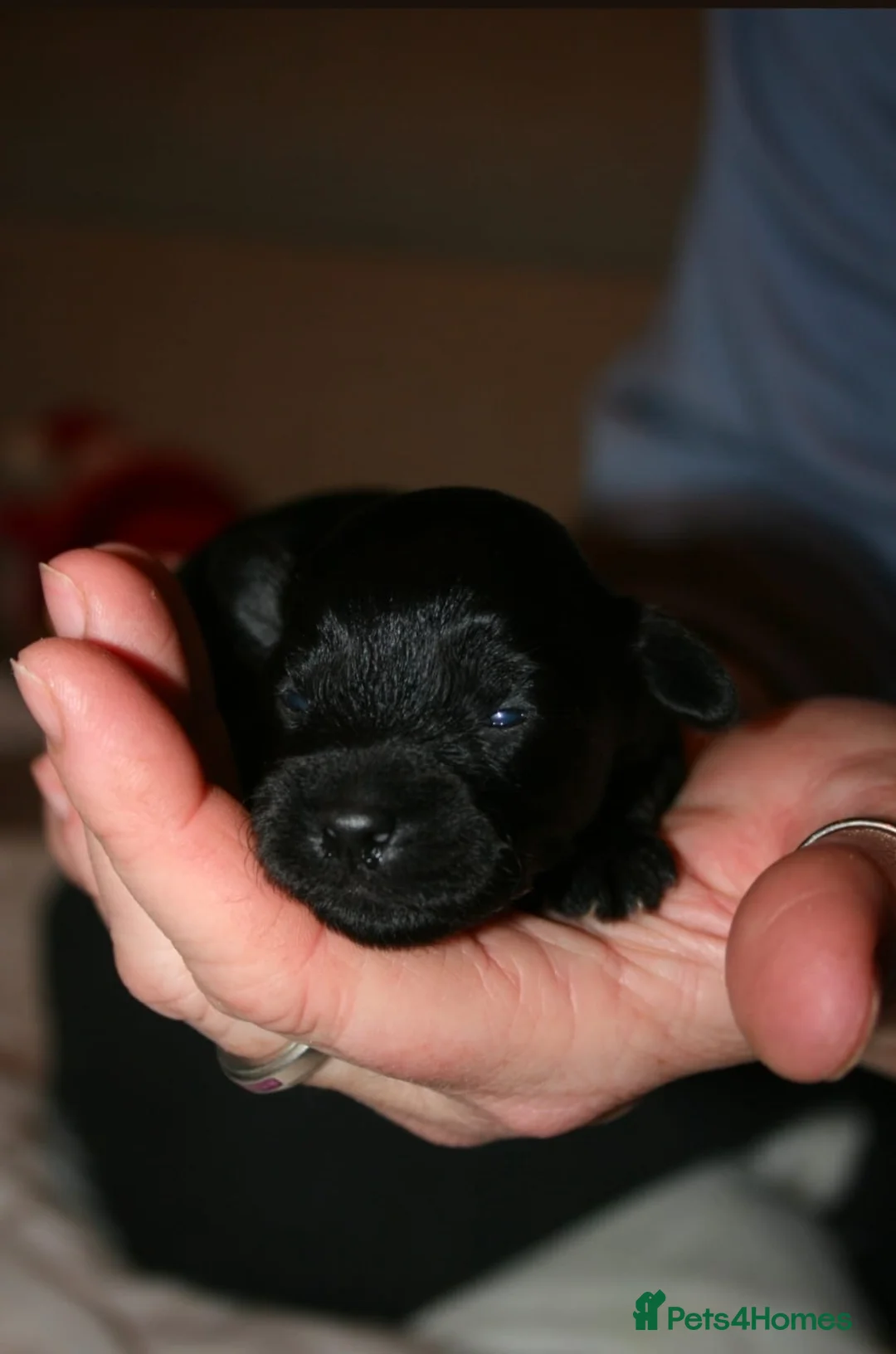 Yorkiepoo dogs for sale: Beautiful Porkies  in Steyning - Advert 4