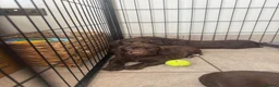 Sprocker dogs for sale: Female liver and white Sprocker  - Advert 7