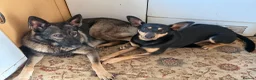 Mixed Breed dogs for sale: Stunning German Shepherd,Australian Kelpie Puppies in Littlehampton - Advert 3