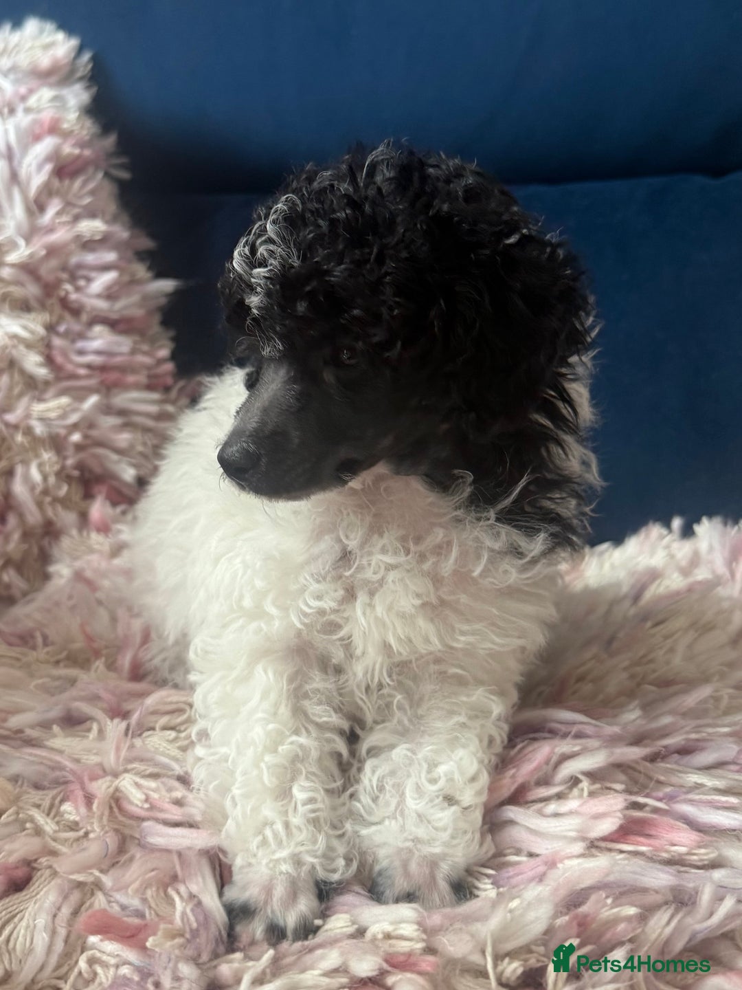 Toy Poodle dogs for sale: Rare parti poodle puppies - Image 4