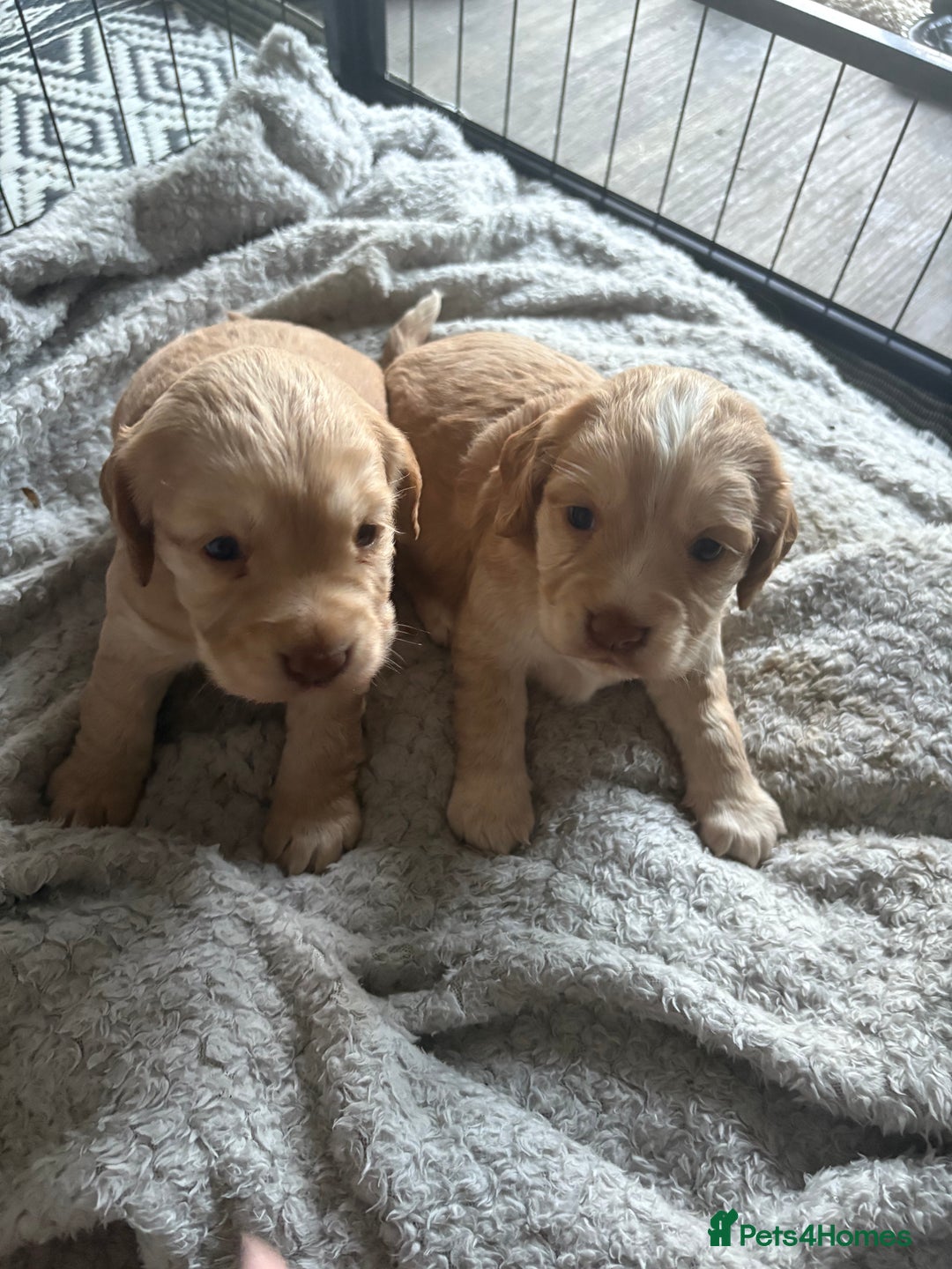 Cocker Spaniel dogs for sale: KC FTCH working cocker spaniel puppy’s  - Image 12