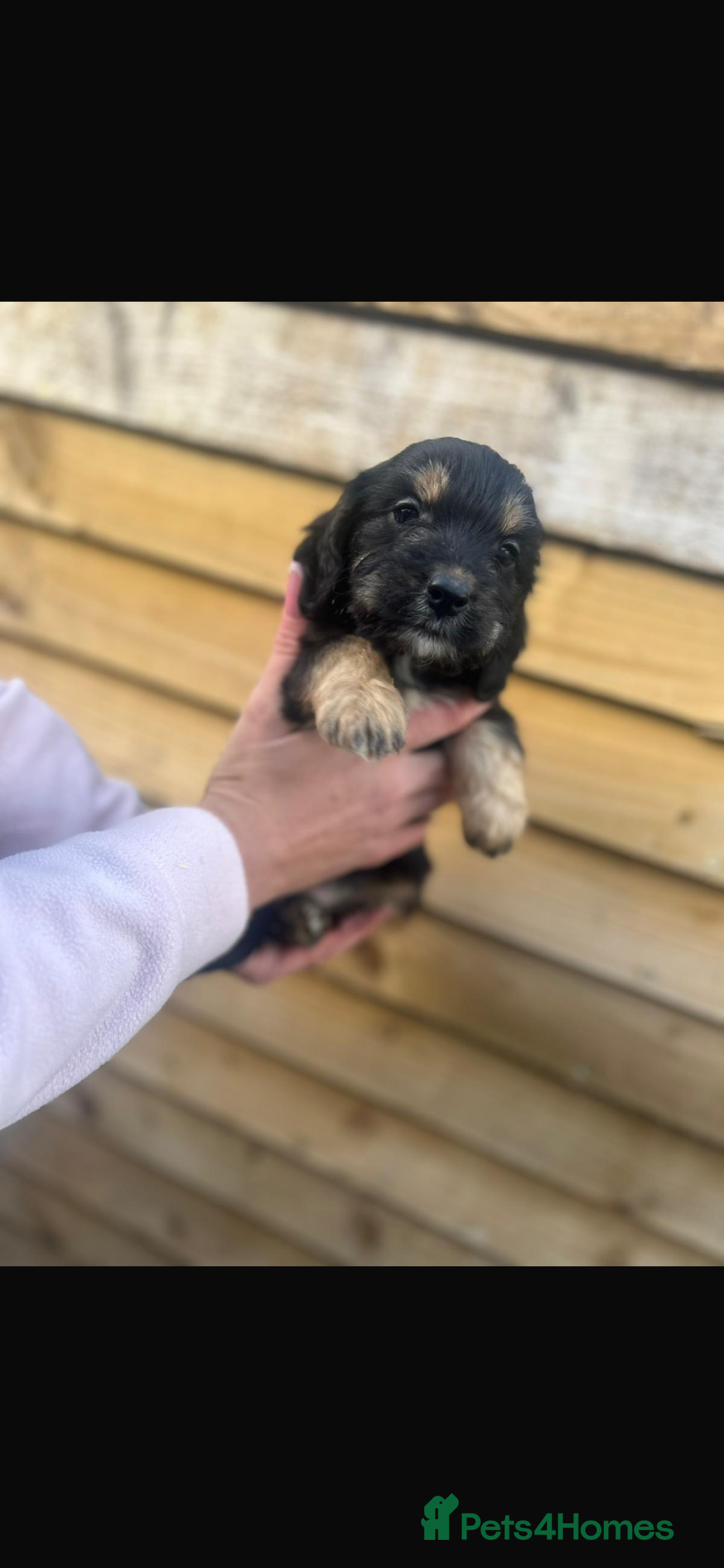 Cockapoo dogs for sale: COCKAPOO PUPPIES  - Advert 11