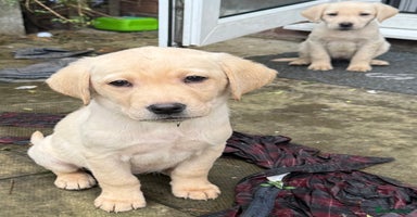 Labrador Retriever dogs - Advert 16