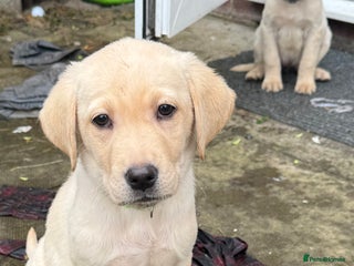 Labrador Retriever dogs - Advert 21