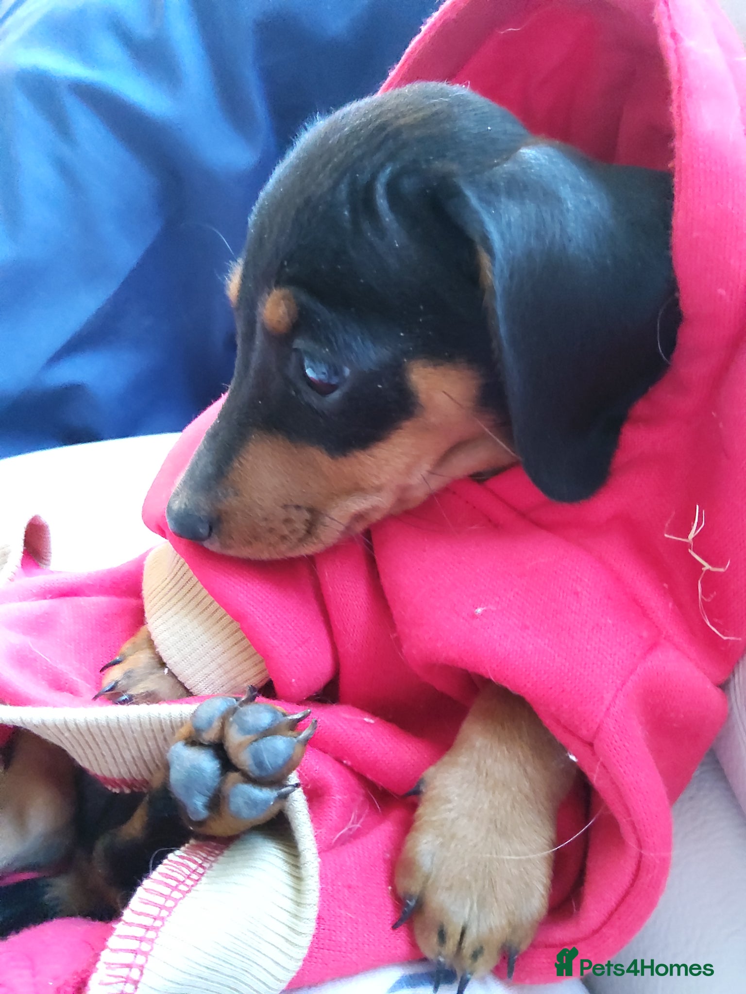 Miniature Dachshund dogs  boy dachshund Puppie ready to leave  - Advert 2