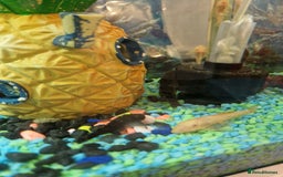 Plecos fish for sale: Plecos - Image 3