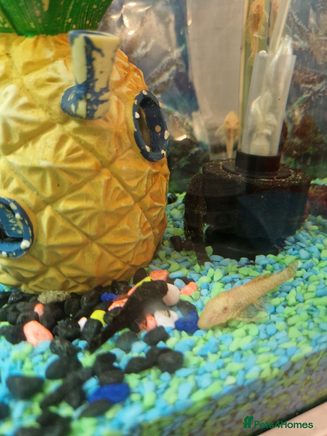Plecos fish for sale: Plecos - Image 3