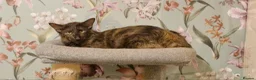 Oriental cats for sale: Beautiful Chocolate Tortie Oriental Longhair in Oswestry - Advert 8