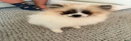 Pomeranian dogs for sale: Teddy Pom girl  - Advert 3