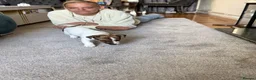 Jack Russell dogs for sale: Jack Russell Terrier puppies – ready for new homes - Advert 8