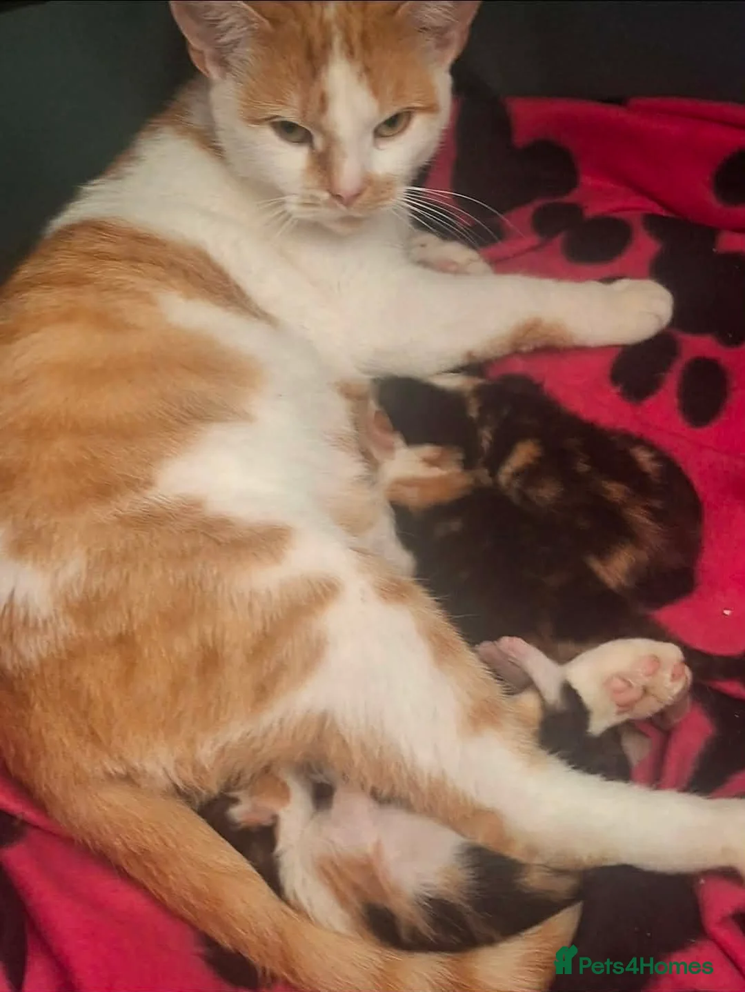 Mixed Breed cats for sale: Tortoiseshell Kittens  - Advert 5