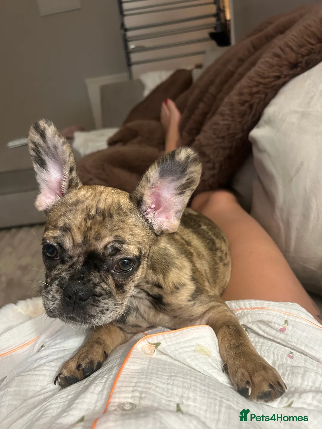 French Bulldog dogs for sale: 3 month old French bull dog  in Liverpool - Advert 4