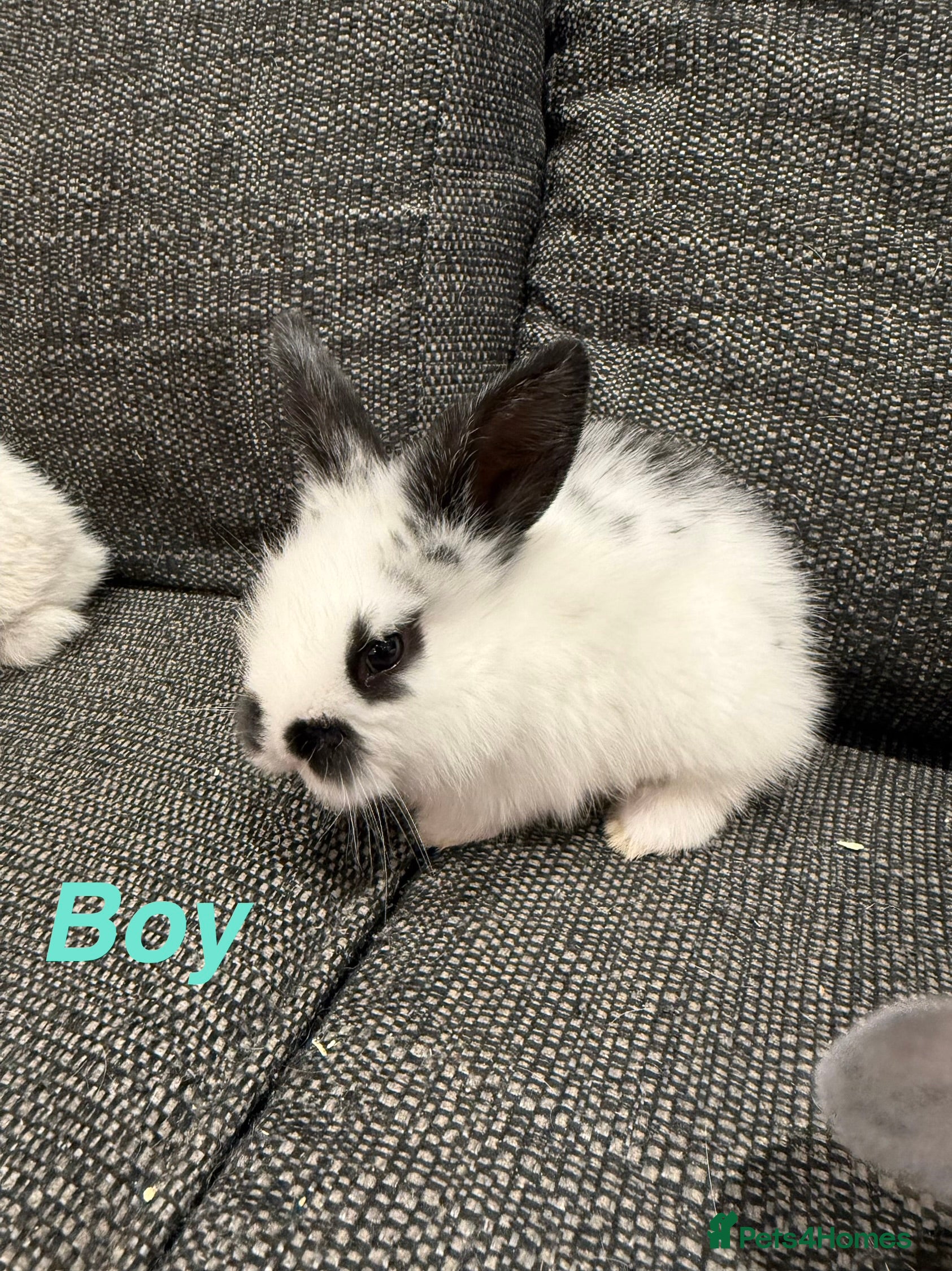 Mini Lop rabbits Adorable Mini Lops  - Advert 17