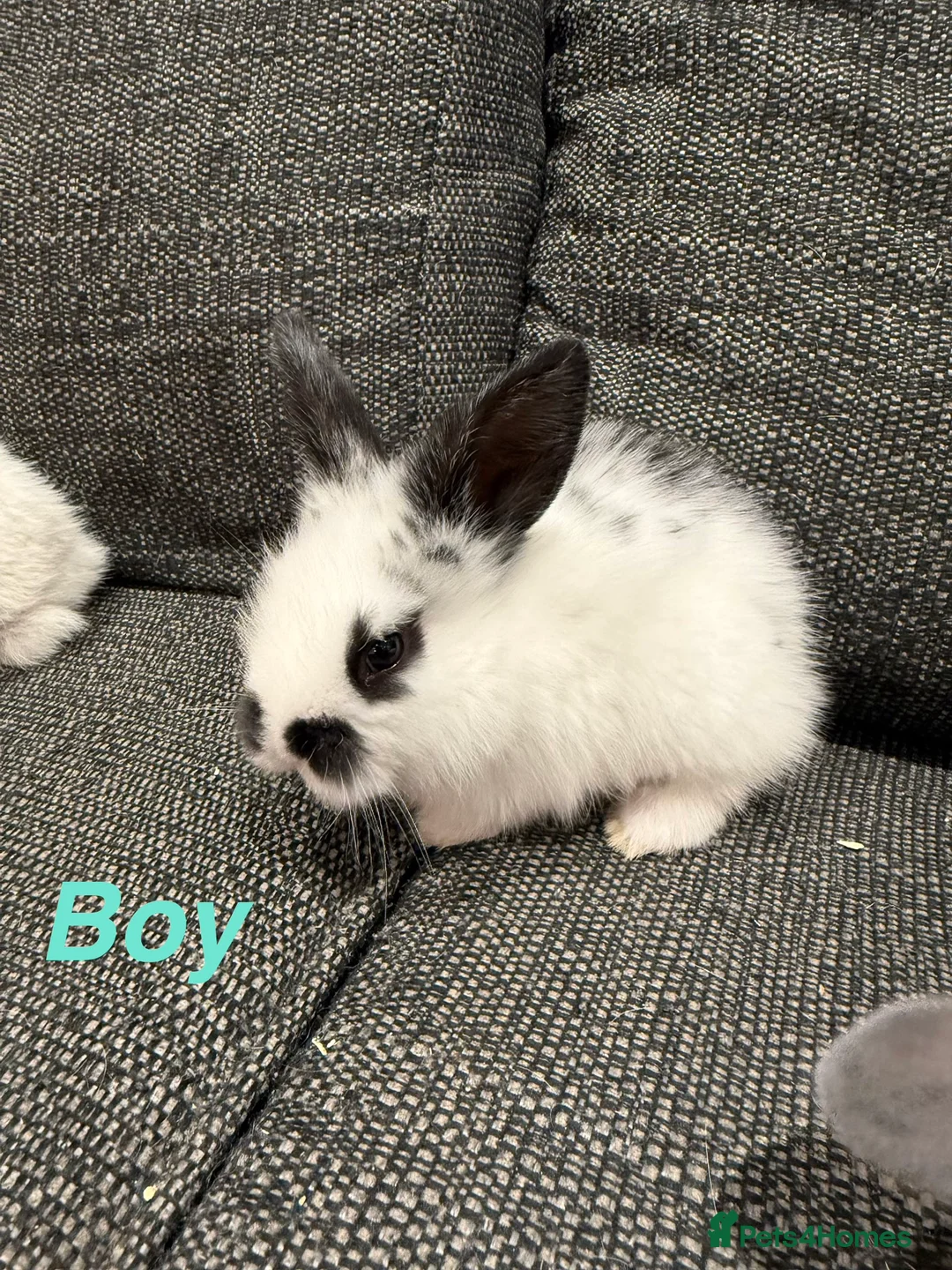 Mini Lop rabbits for sale: Adorable Mini Lops  - Advert 5