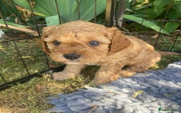 Cavapoo dogs for sale: 14 week old male Cavapoo puppy - Image 11