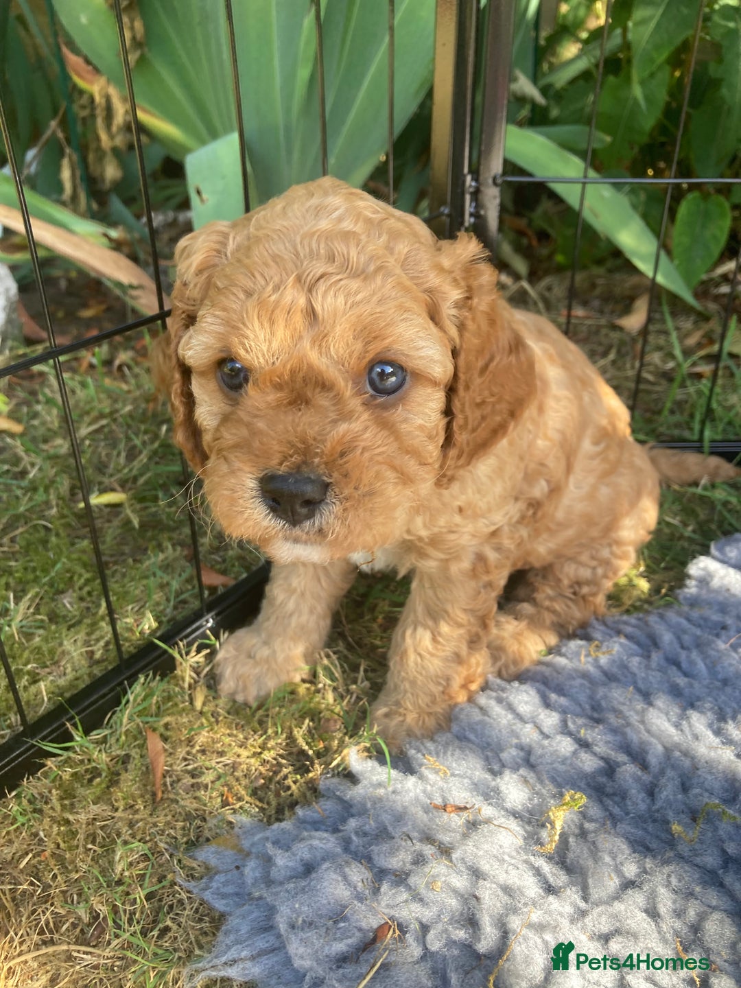 Cavapoo dogs for sale: 14 week old male Cavapoo puppy - Image 11