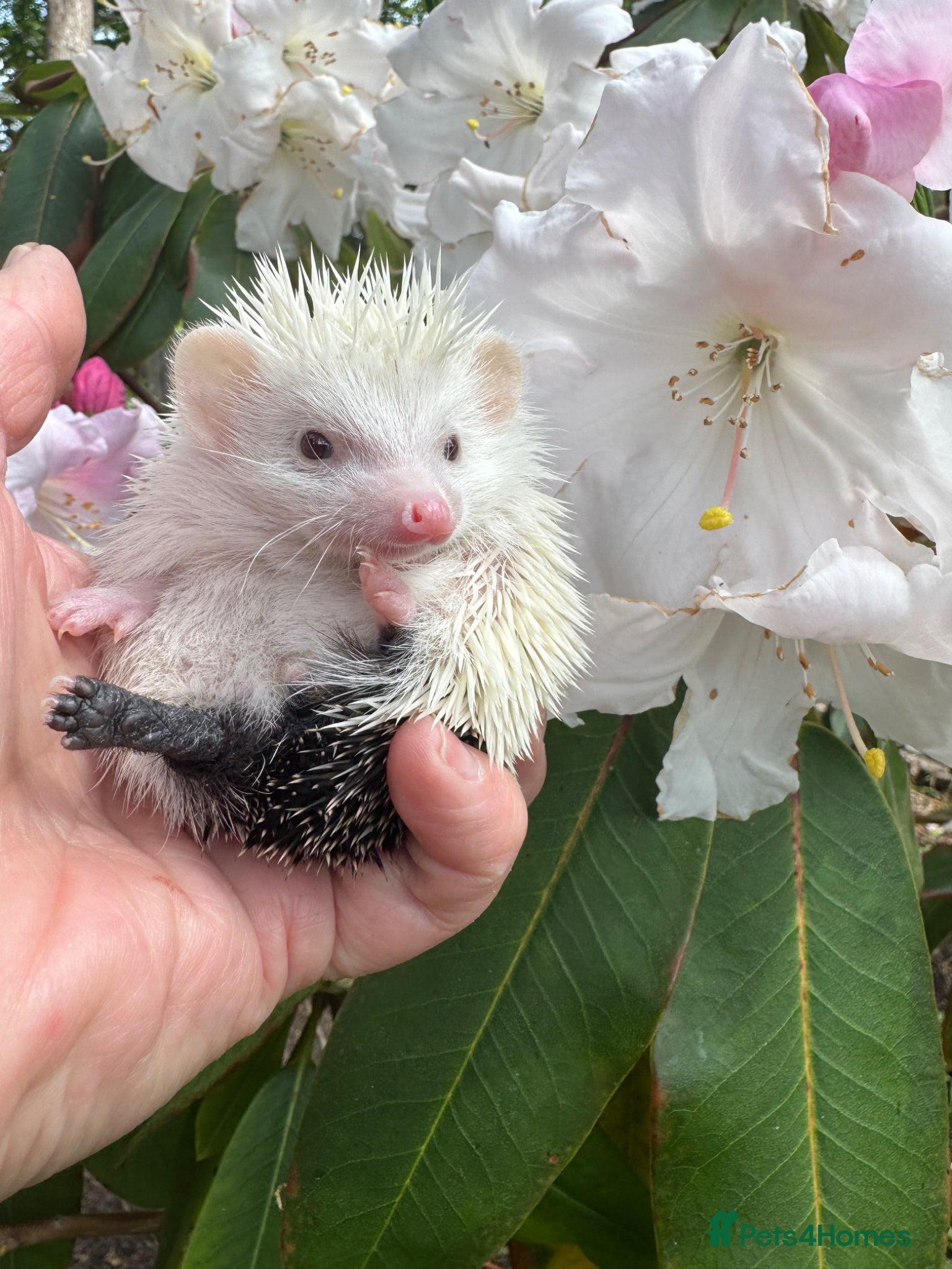 Pygmy Hedgehog rodents 8 wk old reverse pinto & cinnamon babies READY!  - Advert 1