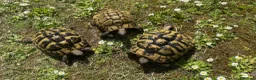 Hermann Tortoise reptiles for sale: Breeding trio of Hermanns tortoises. in Broadstone - Advert 1