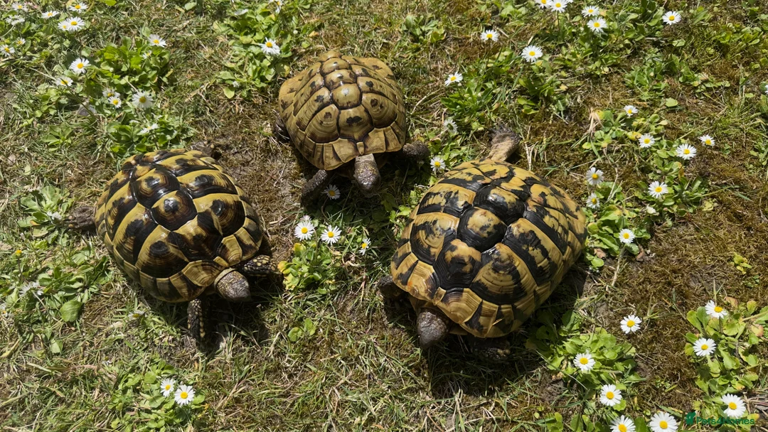 Hermann Tortoise reptiles for sale: Breeding trio of Hermanns tortoises. in Broadstone - Advert 1