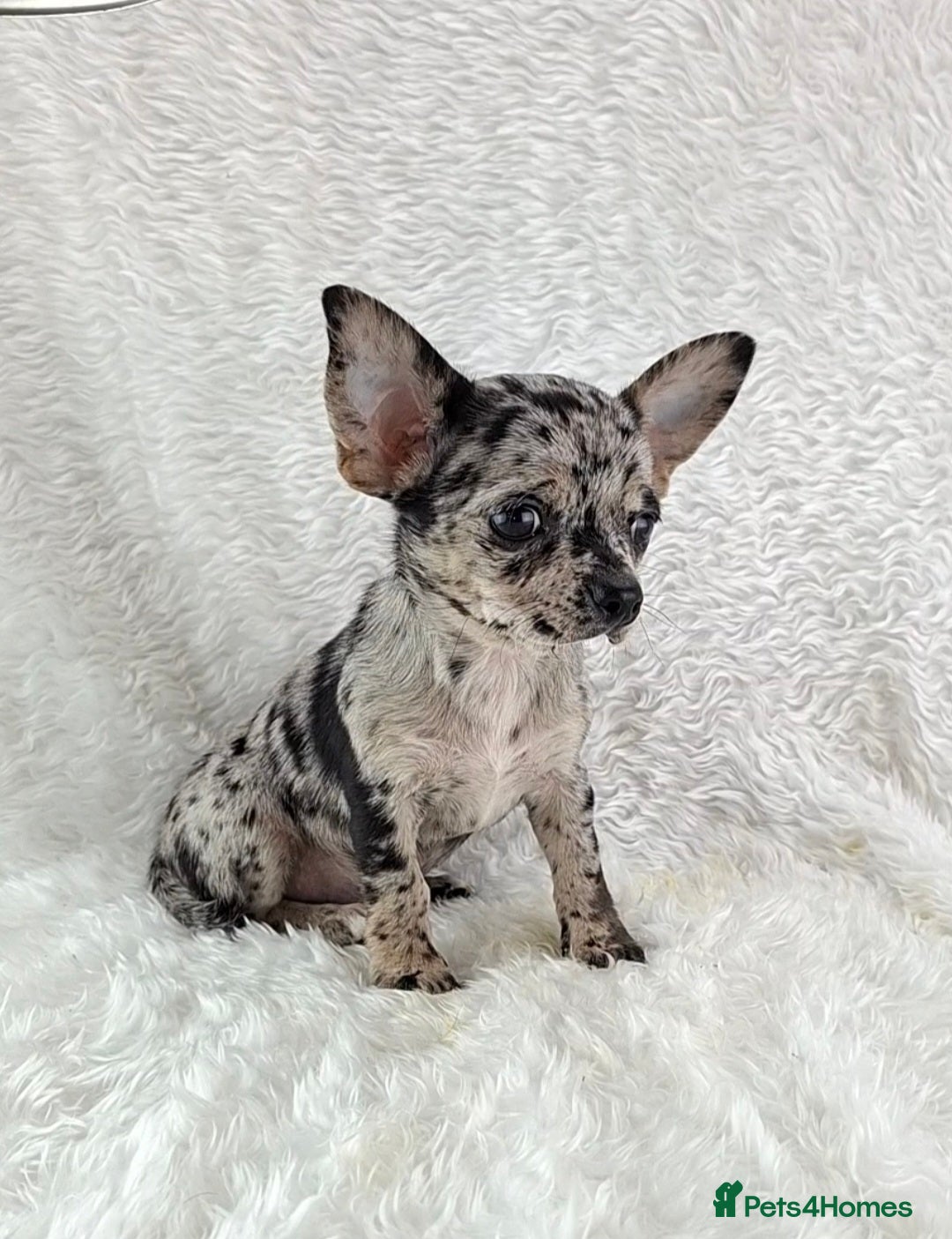 Chihuahua dogs  💙 REDUCED 💙Tiny Chihuahua Puppies  - Advert 1