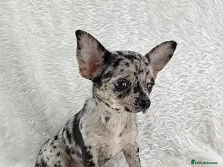 Chihuahua dogs for sale: 💙 REDUCED 💙Tiny Chihuahua Puppies - Advert 3