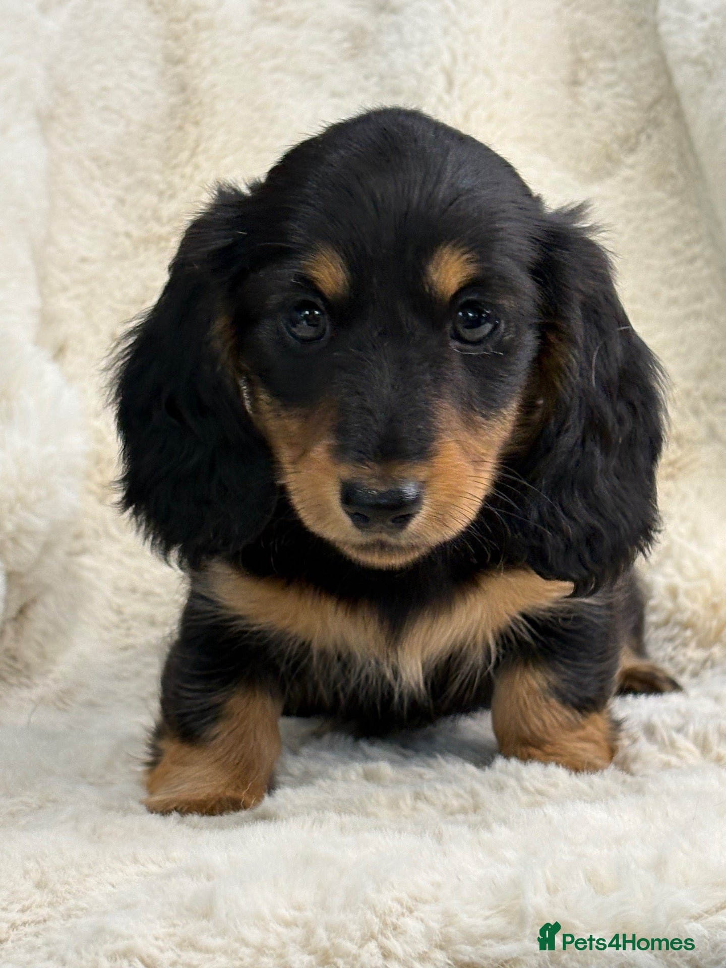Miniature Dachshund dogs Stunning mini long haired dachshund puppies - Advert 2