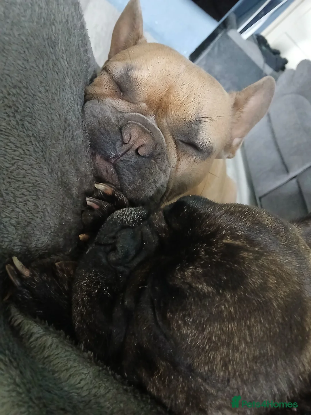 French Bulldog dogs for adoption: Pollyanna  ( Brindle )  - Advert 5