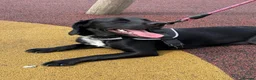 Springador dogs for sale: Lola  - Advert 4