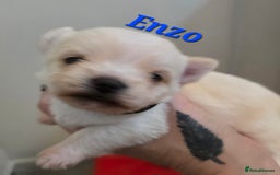 Mixed Breed dogs for sale: F1 Malchi puppys from health tested parents  - Image 12