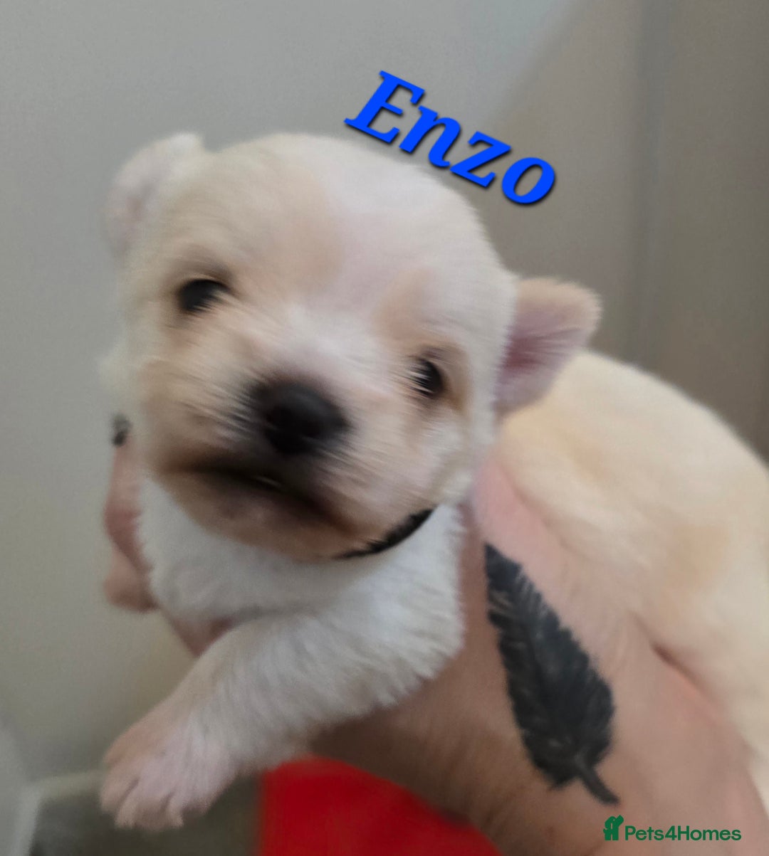 Mixed Breed dogs for sale: F1 Malchi puppys from health tested parents  - Image 12