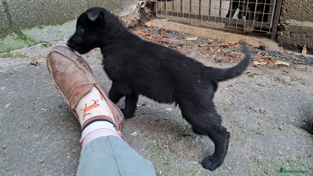 German Shepherd dogs for sale: KC reg German Shepherds, Loving family pups - Image 11
