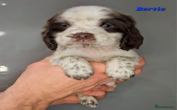 Cocker Spaniel dogs for sale: Exceptional Pedigree Show Type English Cockers  - Image 31