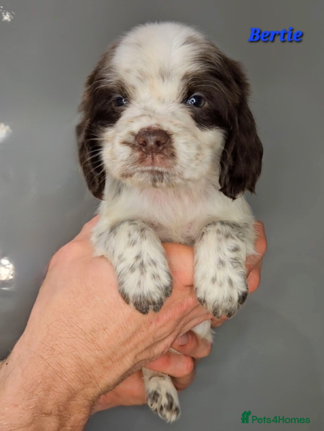 Cocker Spaniel dogs for sale: Exceptional Pedigree Show Type English Cockers  - Image 31