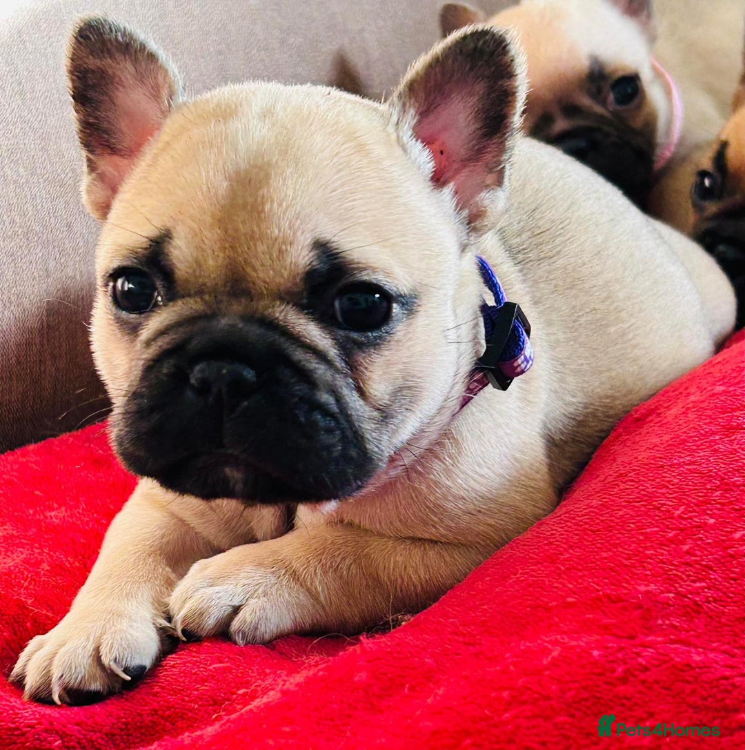 French Bulldog dogs for stud: Lilac and tan carrying cream, testable & fluffy in Motherwell - Image 34