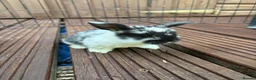 Mixed Breed rabbits for sale: English Spot cross Mini Lops in Ebbw Vale - Advert 1