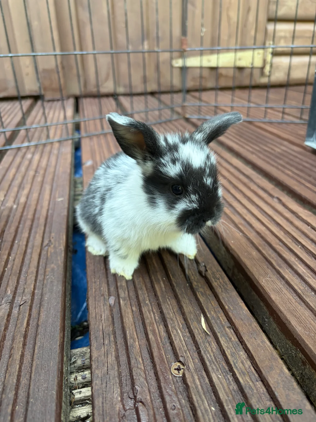 Mixed Breed rabbits for sale: English Spot cross Mini Lops in Ebbw Vale - Advert 1
