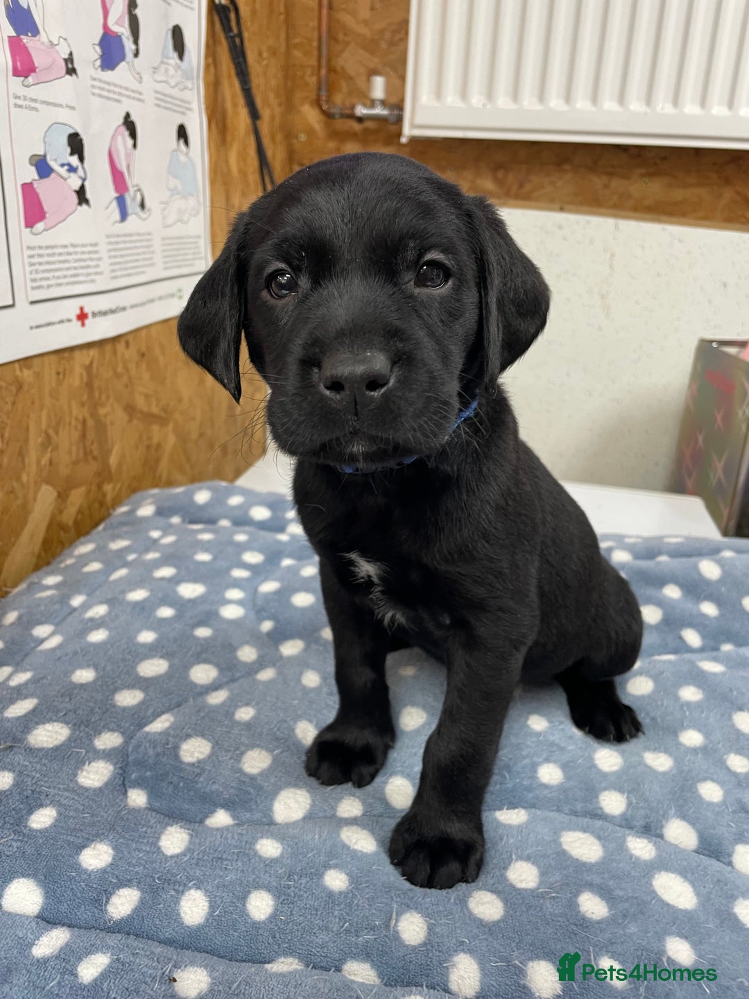 Labrador Retriever dogs for sale: working male black lab puppies  - Image 7