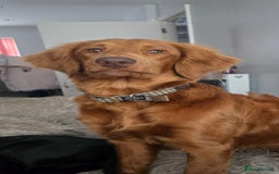 Goldendoodle dogs for stud: Beautiful deep Red goldendoodle for stud  - Image 1