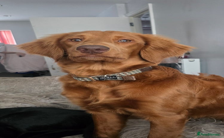 Goldendoodle dogs - Advert 1