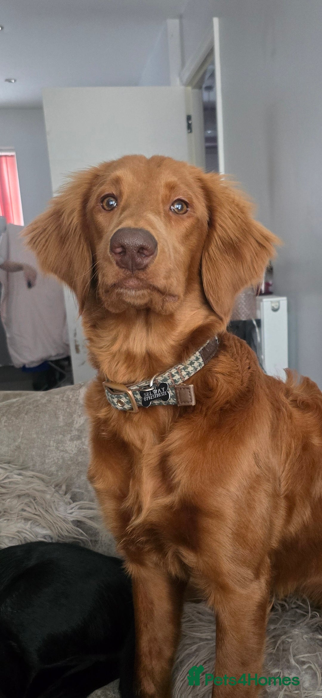 Goldendoodle dogs for stud: Beautiful deep Red goldendoodle for stud  - Image 1