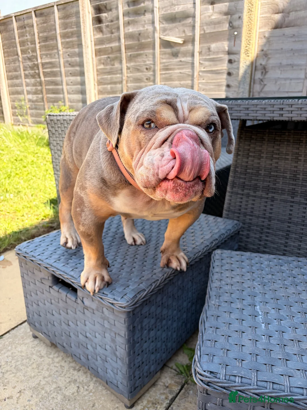 English Bulldog dogs for sale: English bulldog female ( Winnie ) in Winsford - Advert 1