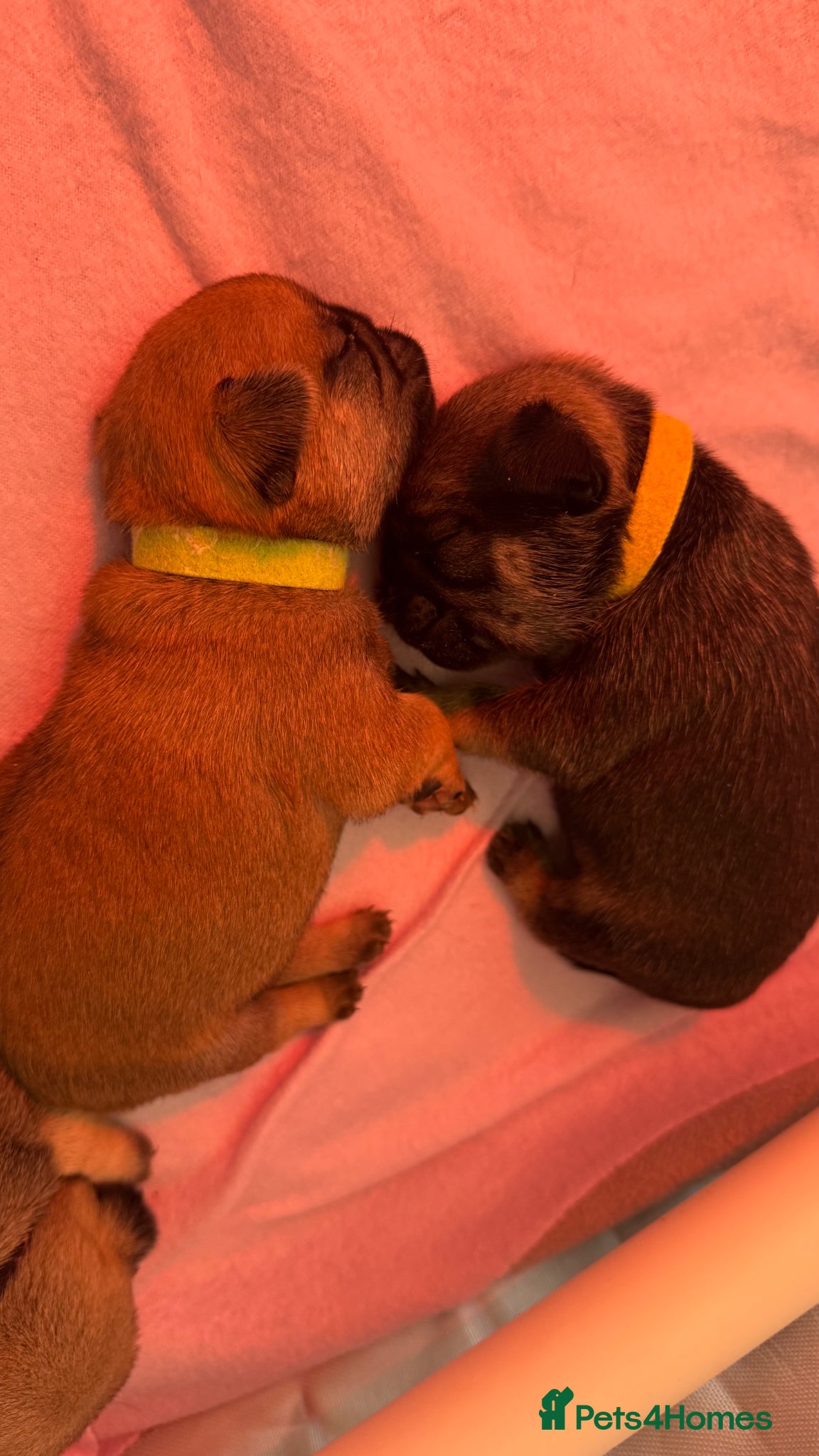 Pug dogs Pug Puppies | 5 ⭐️ Homes Only  - Advert 14